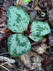 Trailing wakerobin (Trillium decumbens)