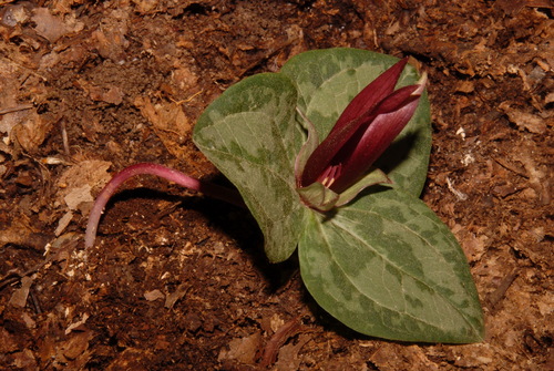 Trailing wakerobin (Trillium decumbens)