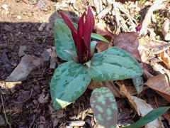 Trailing wakerobin (Trillium decumbens)