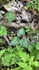 Trailing wakerobin (Trillium decumbens)