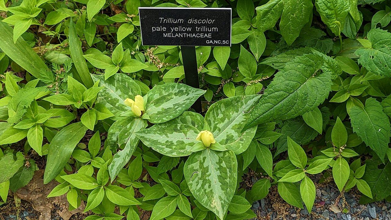 Mottled wakerobin: Trillium discolor - Garden in the Woods - Massachusetts, USA.