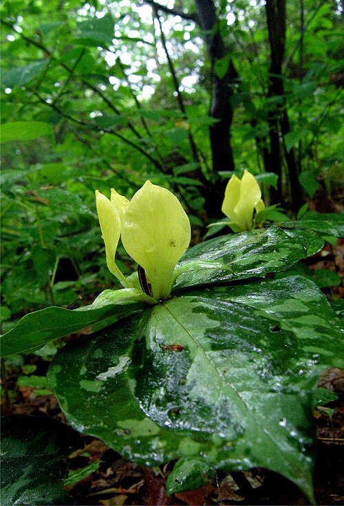 Mottled wakerobin: Trillium discolor — Faded Trillium, Small Yellow Toadshade .