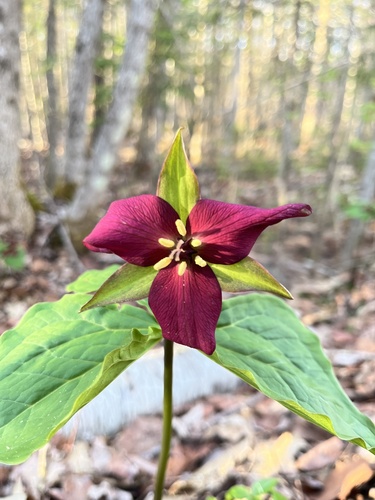 Red trillium (Trillium erectum)