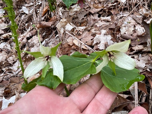 Red trillium (Trillium erectum)