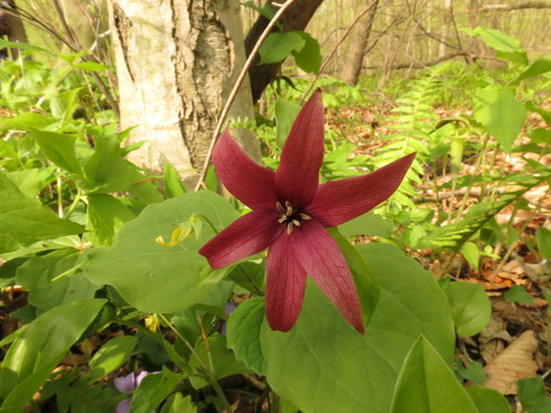 Red trillium (Trillium erectum)