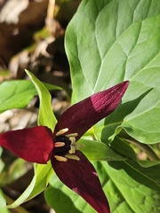 Red trillium (Trillium erectum)