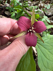 Red trillium (Trillium erectum)
