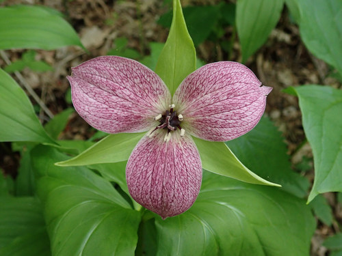 Red trillium (Trillium erectum)