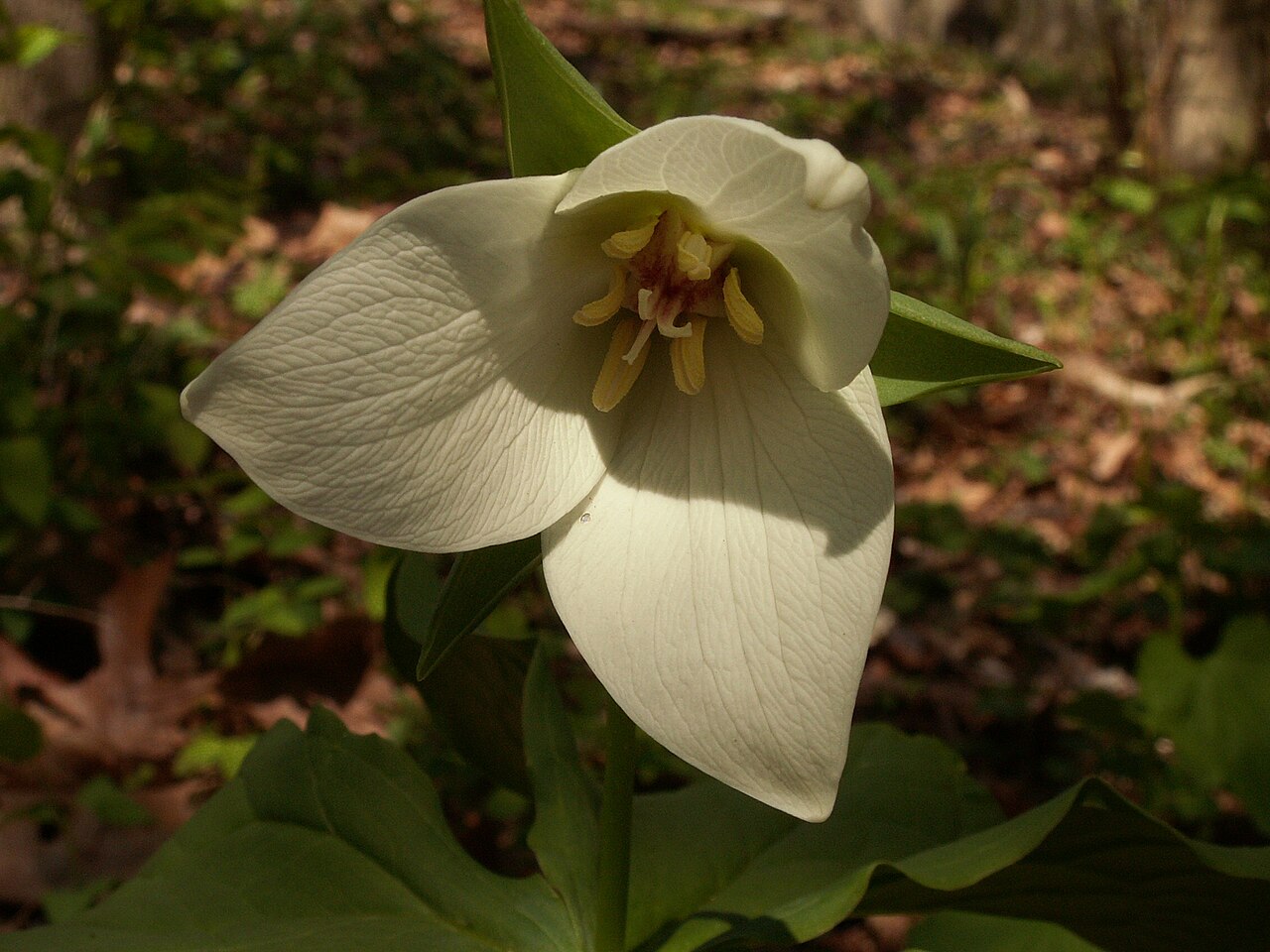 Nodding wakerobin: Trillium erectum blooming in Bird Park, Mount Lebanon, Pennsylvania