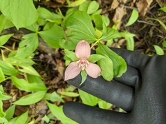 Nodding wakerobin (Trillium flexipes)