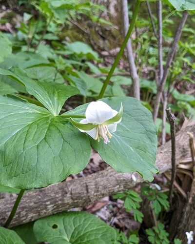 Nodding wakerobin (Trillium flexipes)