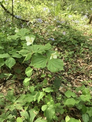 Nodding wakerobin (Trillium flexipes)