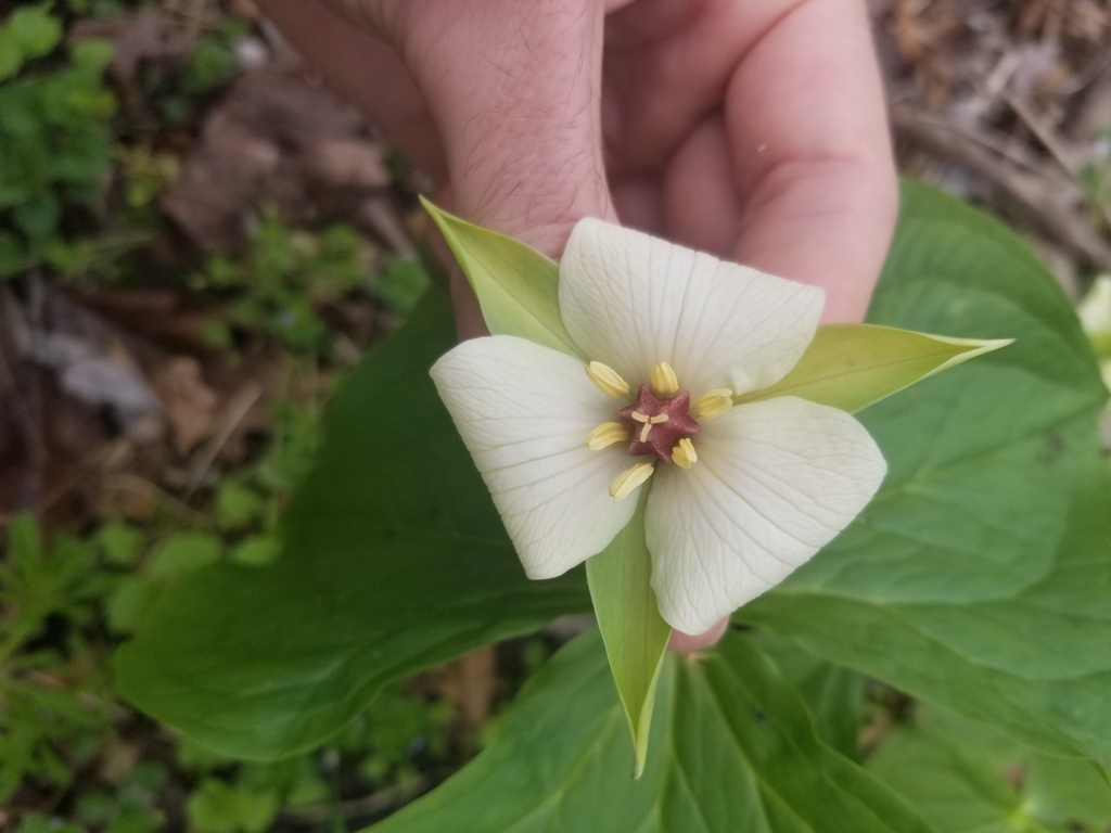 Nodding wakerobin (Trillium flexipes)