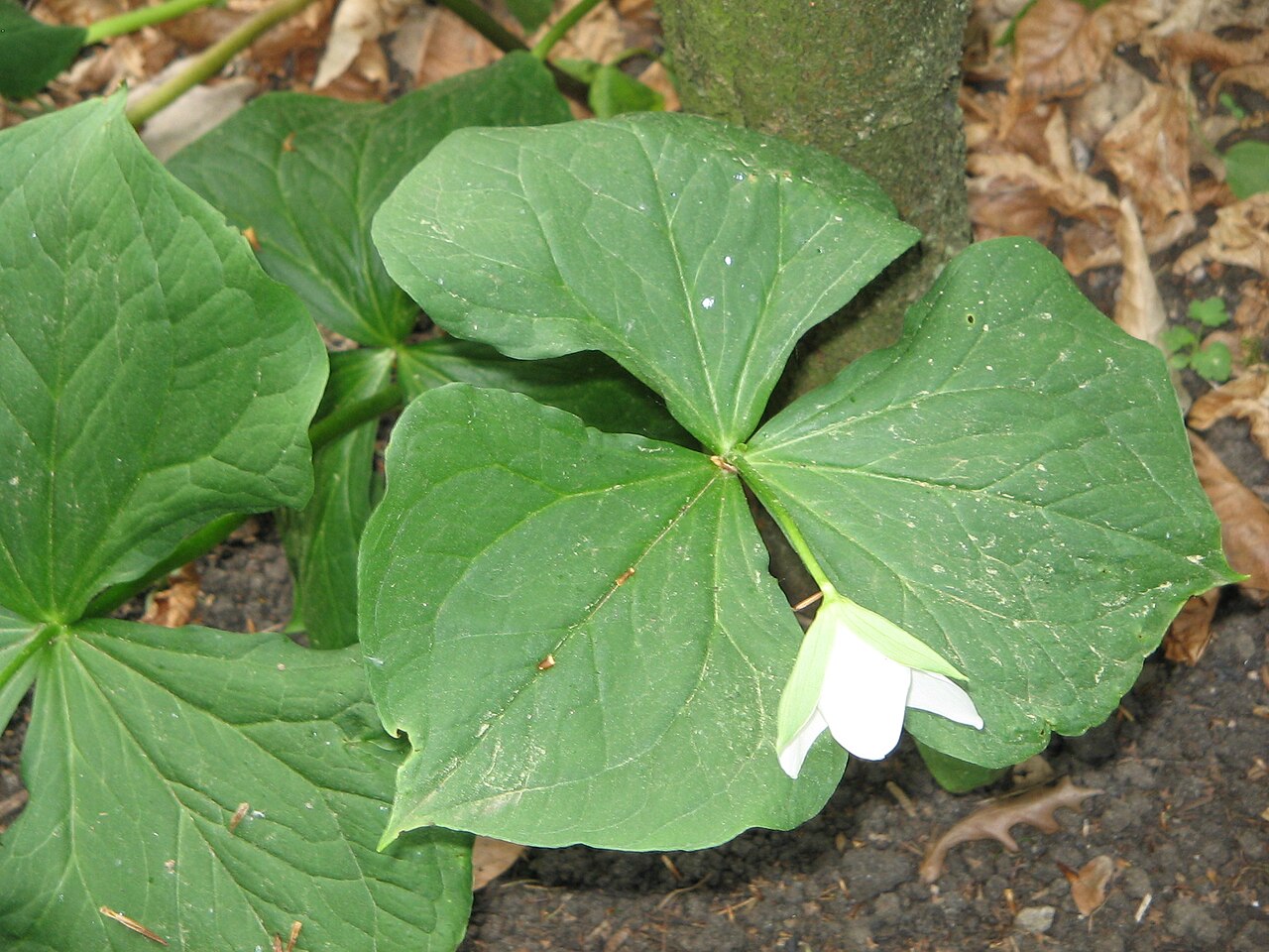 Nodding wakerobin: Trillium flexipes