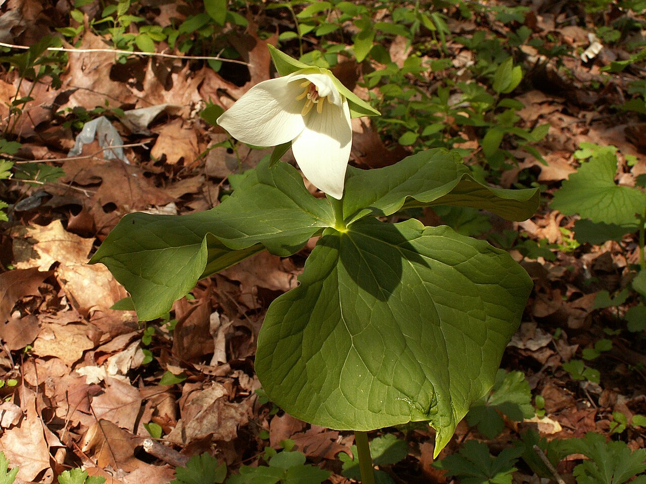 Nodding wakerobin: Trillium erectum blooming in Bird Park, Mount Lebanon, Pennsylvania