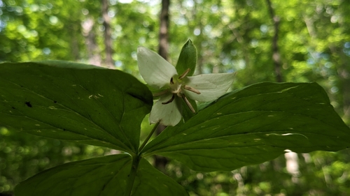 Nodding wakerobin (Trillium flexipes)