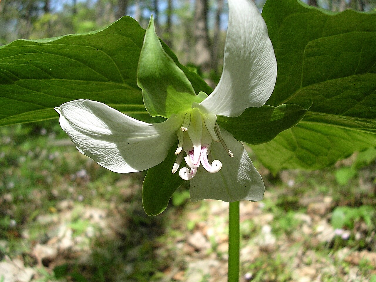Nodding wakerobin: The Morton Arboretum (East Woods) in Lisle, Illinois.