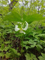 Nodding wakerobin (Trillium flexipes)