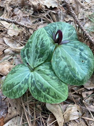 Mississippi River wakerobin (Trillium foetidissimum)