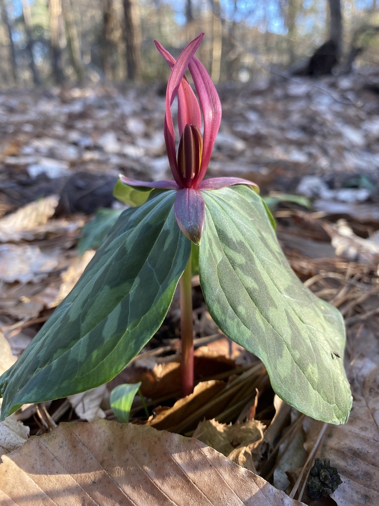 Mississippi River wakerobin (Trillium foetidissimum)