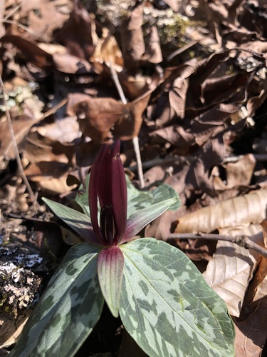 Mississippi River wakerobin (Trillium foetidissimum)
