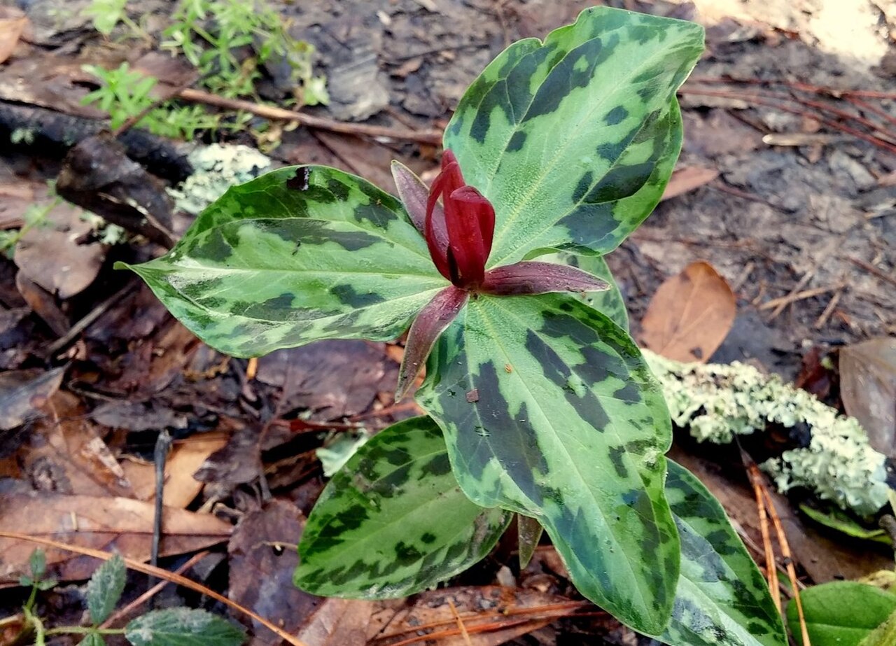 Mississippi River wakerobin: A photograph of a Trillium foetidissimum plant in bloom in Waddill Wildlife Refuge, Baton Rouge, LA, USA, on Mar 13, 2016. Cropped from the original image.