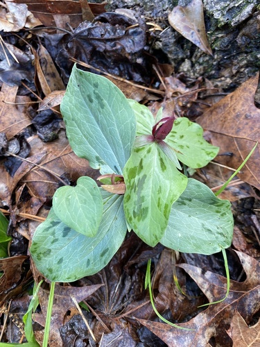 Mississippi River wakerobin (Trillium foetidissimum)