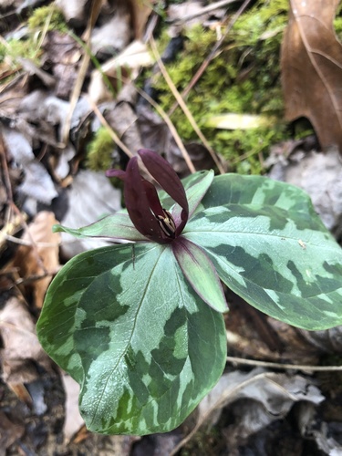 Mississippi River wakerobin (Trillium foetidissimum)