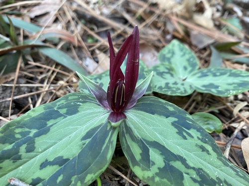 Mississippi River wakerobin (Trillium foetidissimum)