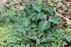 Mississippi River wakerobin (Trillium foetidissimum)