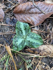 Mississippi River wakerobin (Trillium foetidissimum)