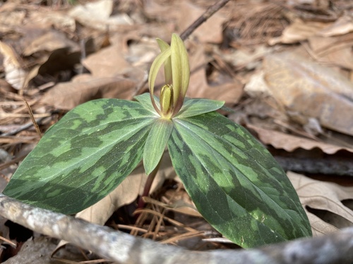 Mississippi River wakerobin (Trillium foetidissimum)