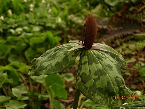 Mississippi River wakerobin: Trillium foetidissimum