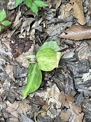 Mississippi River wakerobin (Trillium foetidissimum)