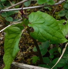 Trillium govanianum (Trillium govanianum)