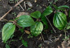 Trillium govanianum (Trillium govanianum)