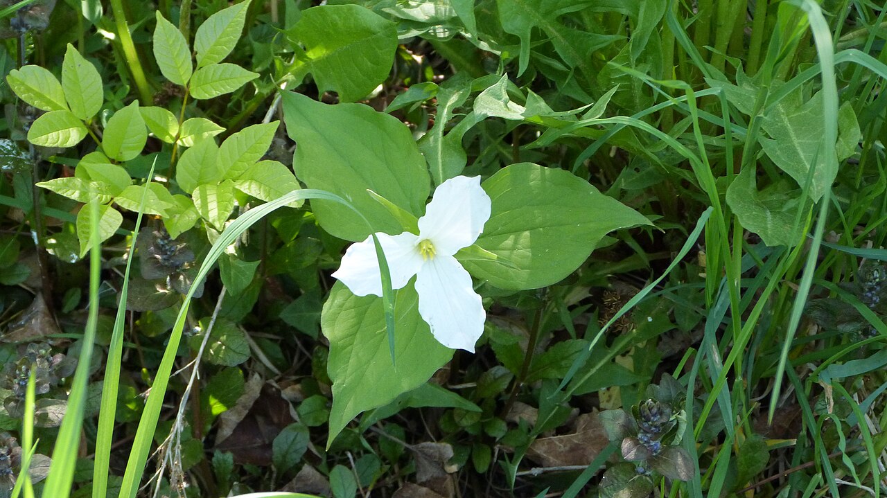 White trillium: A white trillium serves as the emblem and official flower of the Canadian province of Ontario. It is an official symbol of the Government of Ontario. Trillium i