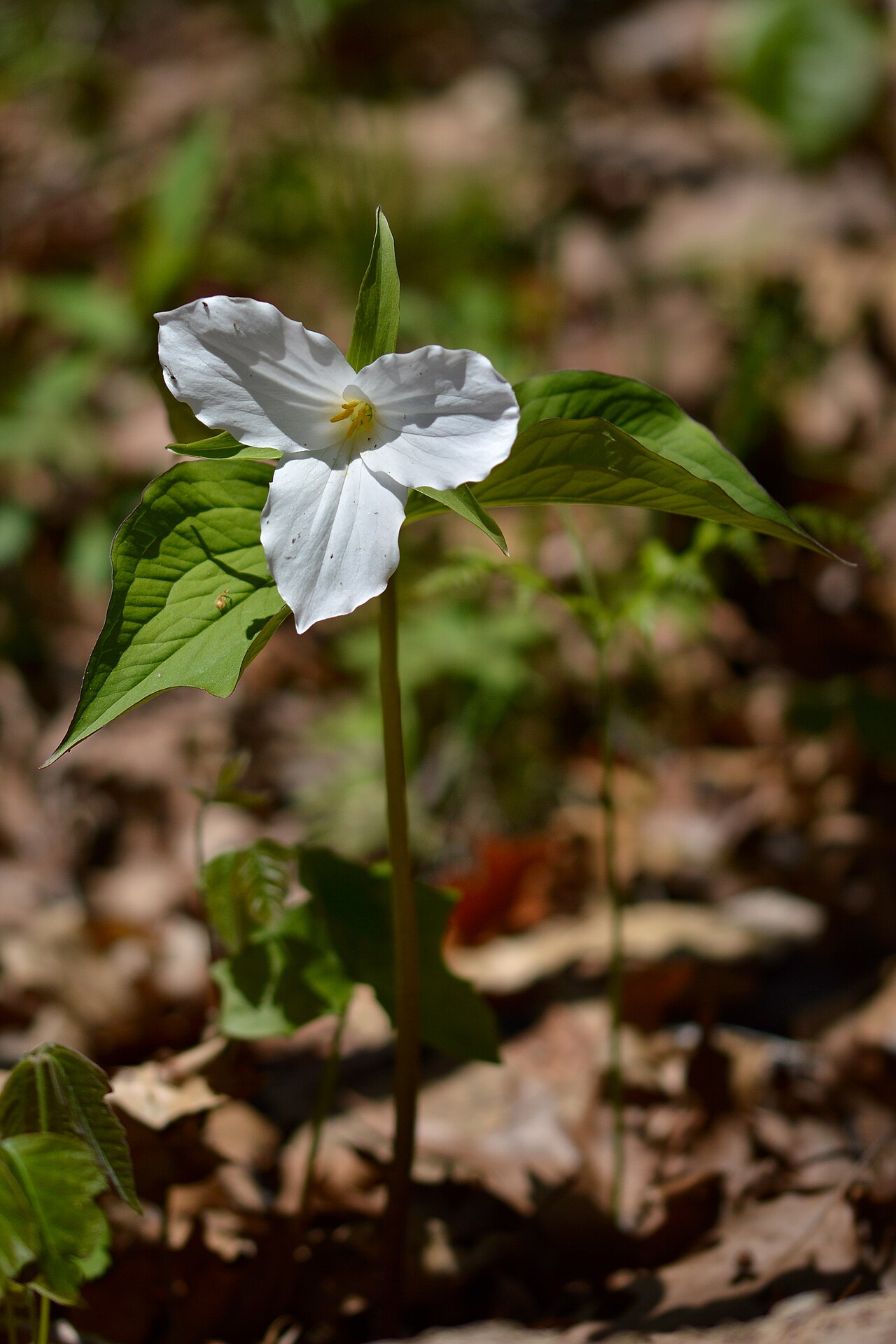 White trillium: Large White Trillium ( Trillium grandiflorum ) at Rattray Marsh in Mississauga, Ontario, Canada.