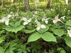 White trillium (Trillium grandiflorum)