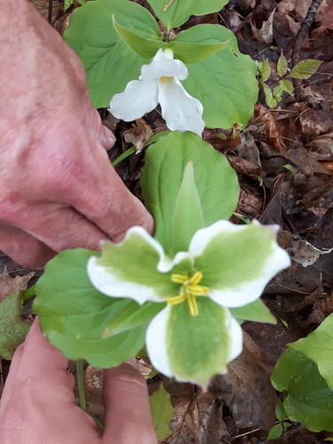 White trillium (Trillium grandiflorum)