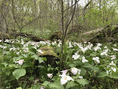 White trillium (Trillium grandiflorum)
