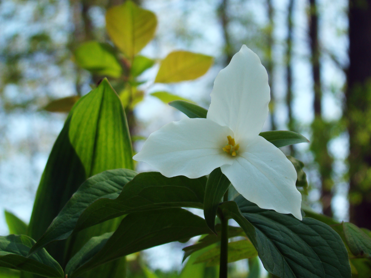 White trillium: A white trillium macro taken at Valens Conservation Area.