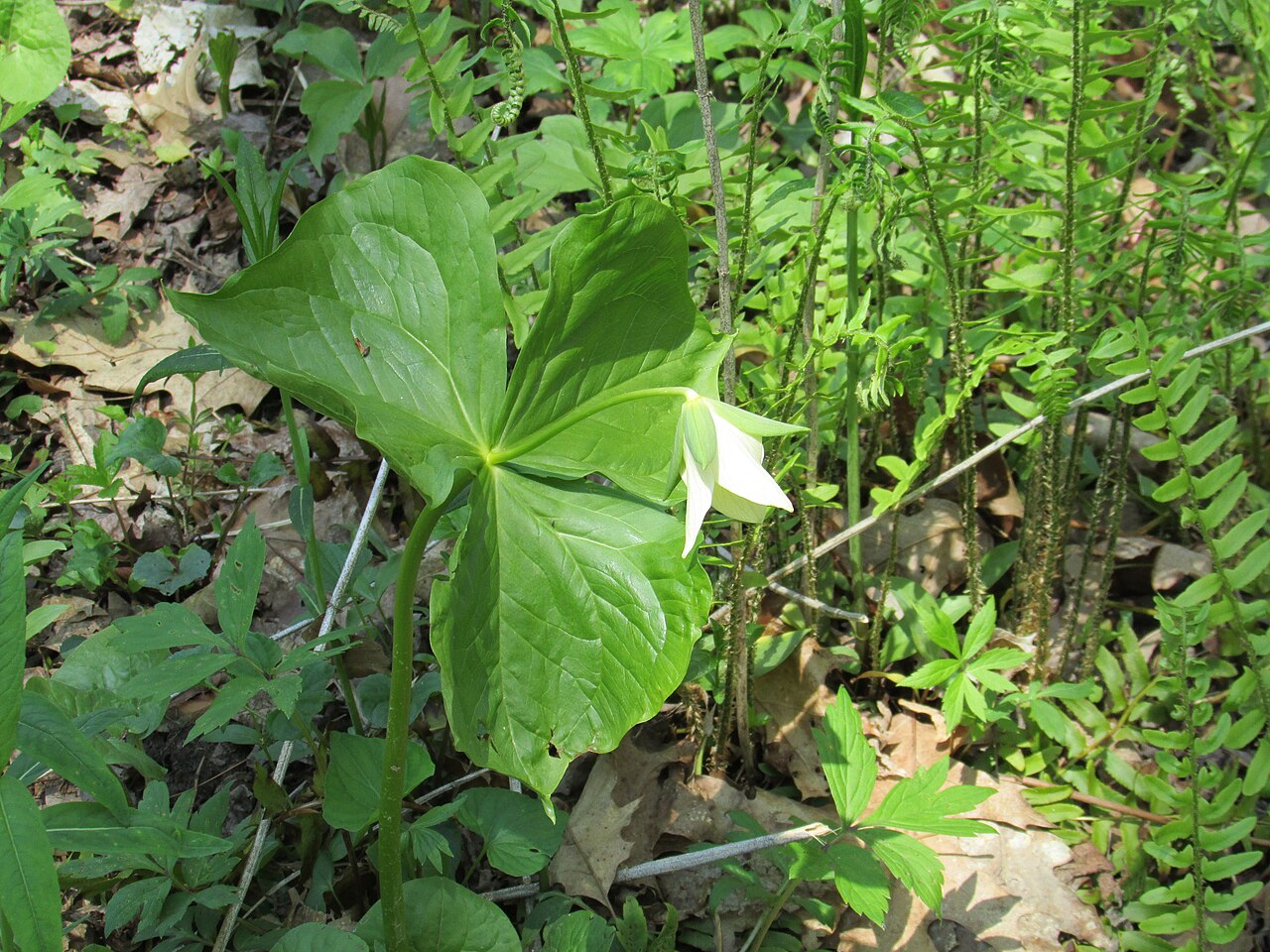 White trillium: Large Flowered Trillium in the wildflower garden of the Donnelly Rocky River Nature Center, Rocky River Reservation, Cleveland Metroparks.