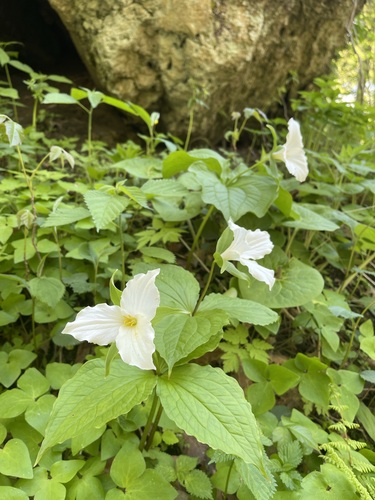 White trillium (Trillium grandiflorum)