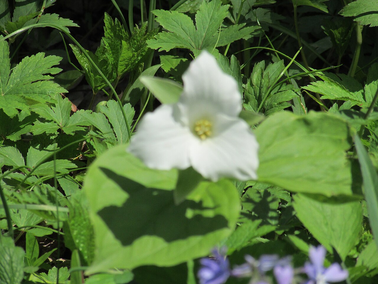 White trillium: Flowered Trillium in the wildflower garden of the Donnelly Rocky River Nature Center, Rocky River Reservation, Cleveland Metroparks.