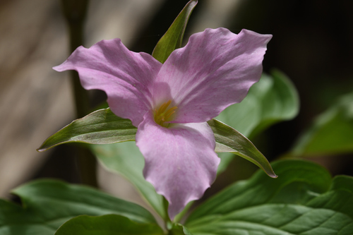 White trillium (Trillium grandiflorum)