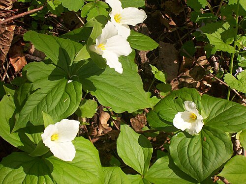 White trillium: Flower of Trillium