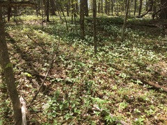 White trillium (Trillium grandiflorum)