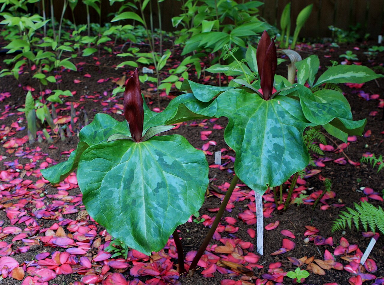 Giant purple wakerobin: Visiting David and Donna's beautiful woodland garden in the Seattle area lkw 008