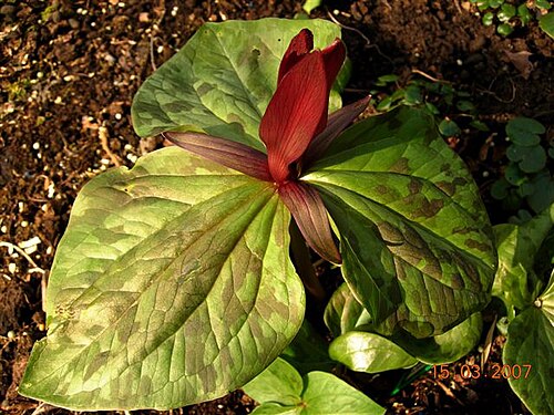 Giant purple wakerobin: Trillium kurabayashii